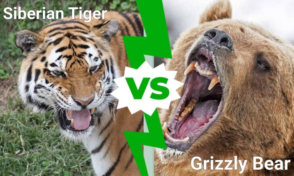 Tiger vs Grizzly: Comparing Hunting Styles and Combat