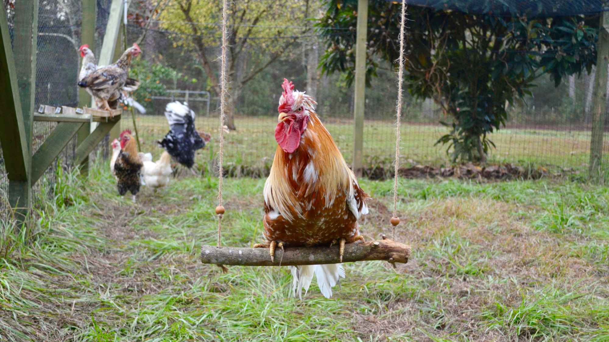 Chicken Swing DIY: What You Need to Know