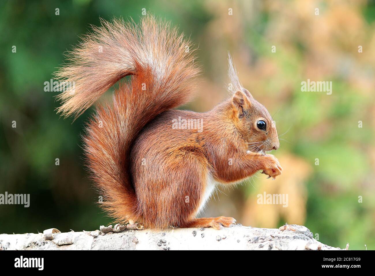 How can you best describe an animals tufty fluffy tail? Find the right words for this charming feature.