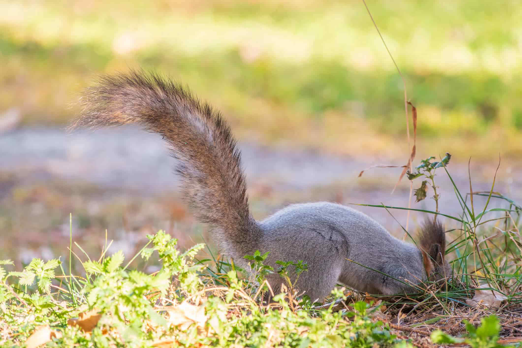 How can you best describe an animals tufty fluffy tail? Find the right words for this charming feature.