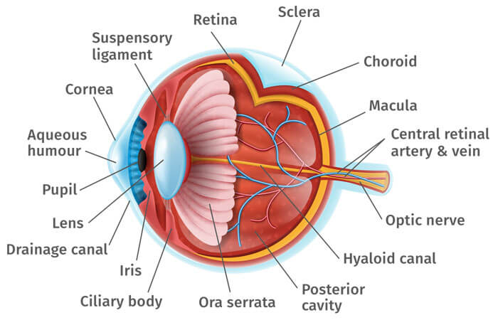 Searching for cornea in French translation? This guide gives you the clear answer.