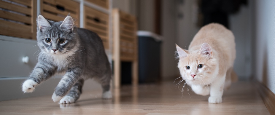 Cat zoomer explained: Is it normal behavior?