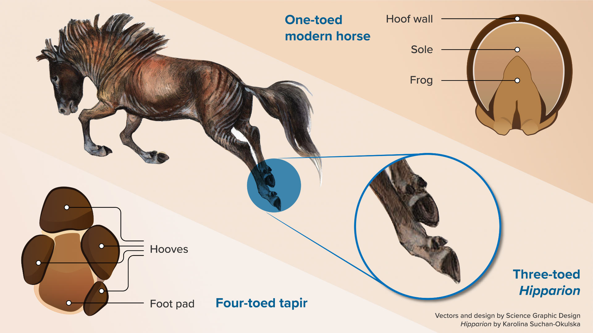 What did horses do before horseshoes? Learn how their amazing natural hooves helped them thrive!