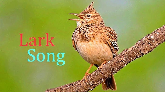 What is a larksong actually? Understanding this beautiful bird melody.