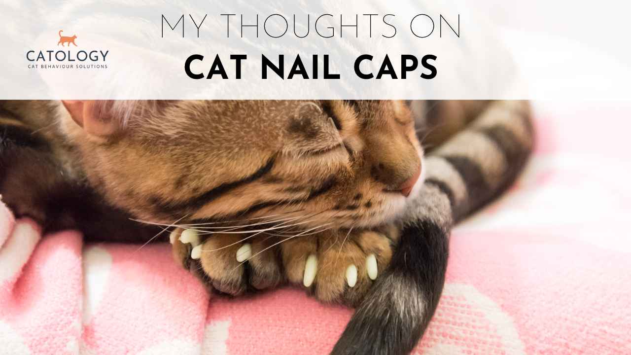 Do claw caps work? Heres what you need to know before trying them on your cat.