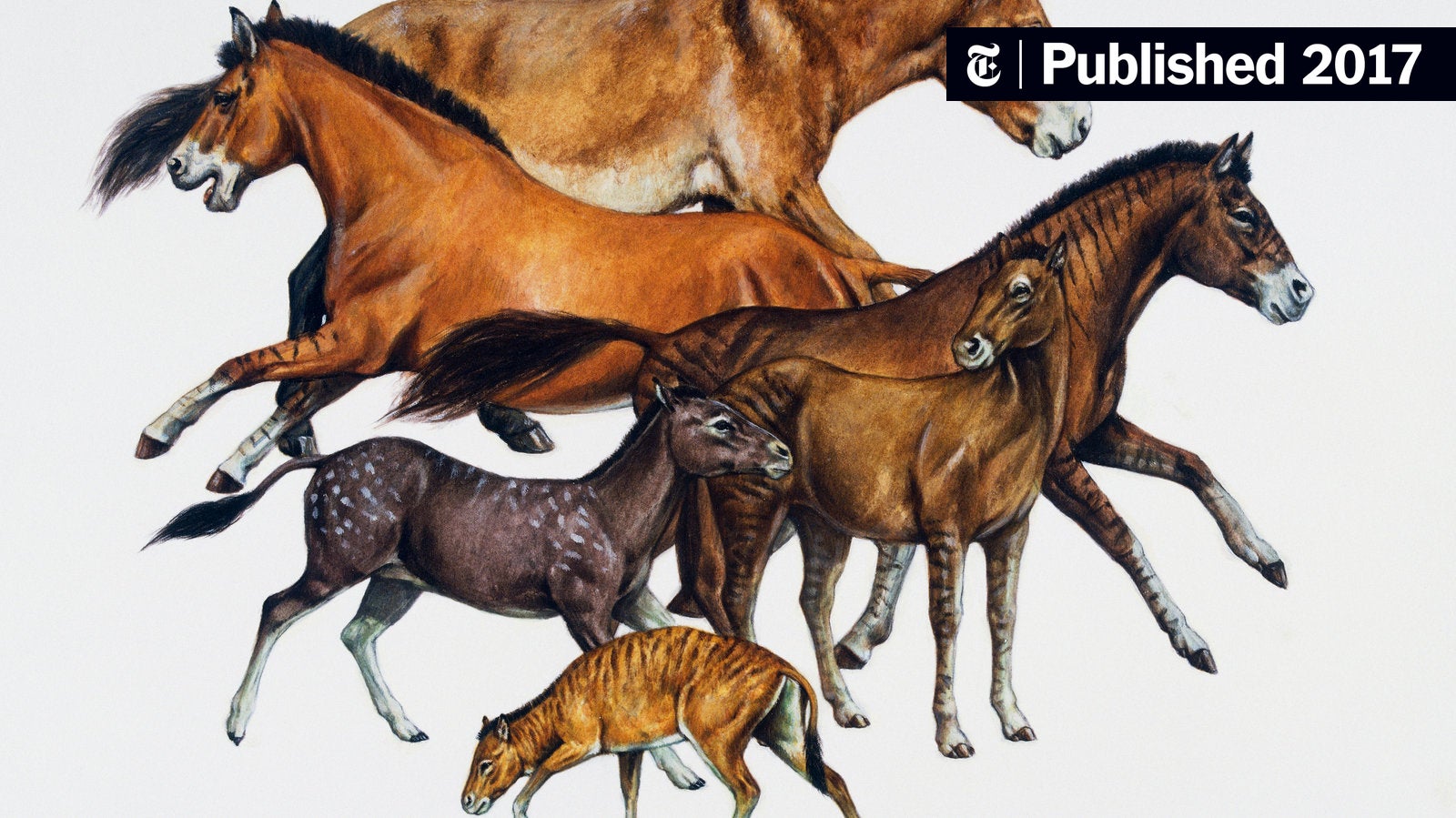 What did horses do before horseshoes? Learn how their amazing natural hooves helped them thrive!