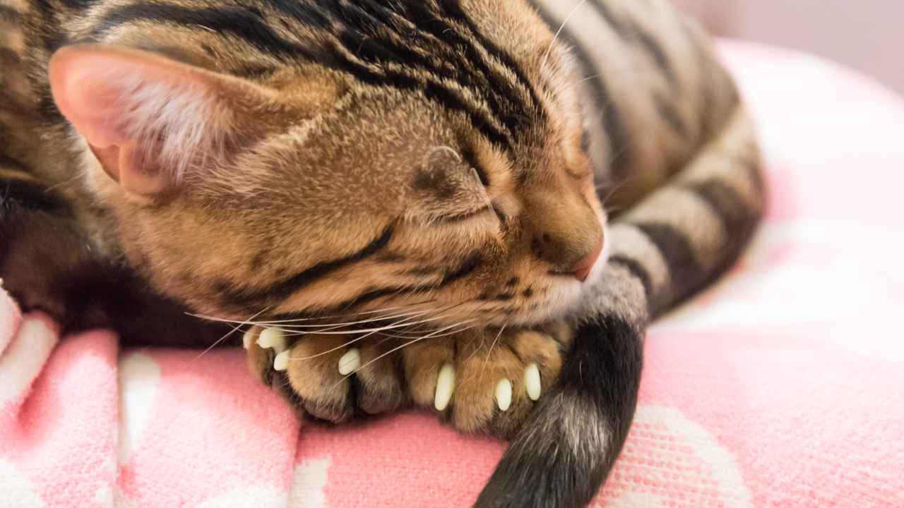 Do claw caps work? Heres what you need to know before trying them on your cat.