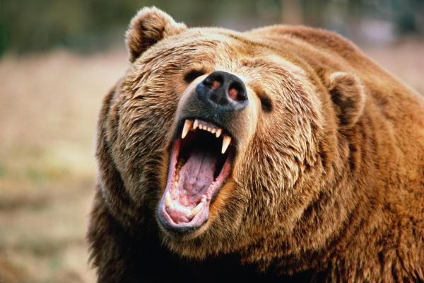 Poke bears: what happens next? Understand the serious risks and why you must avoid it.
