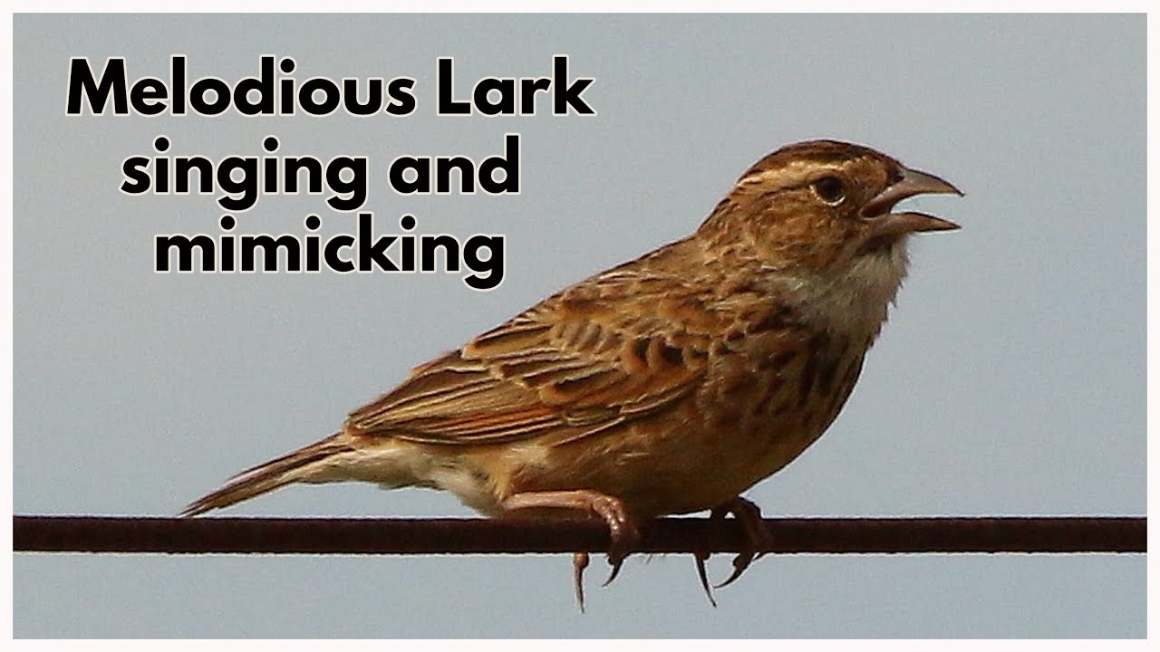 What is a larksong actually? Understanding this beautiful bird melody.
