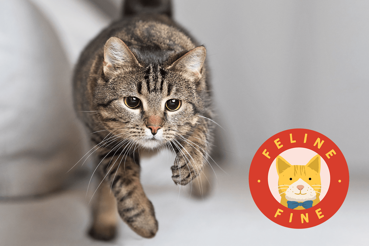 Cat zoomer explained: Is it normal behavior?