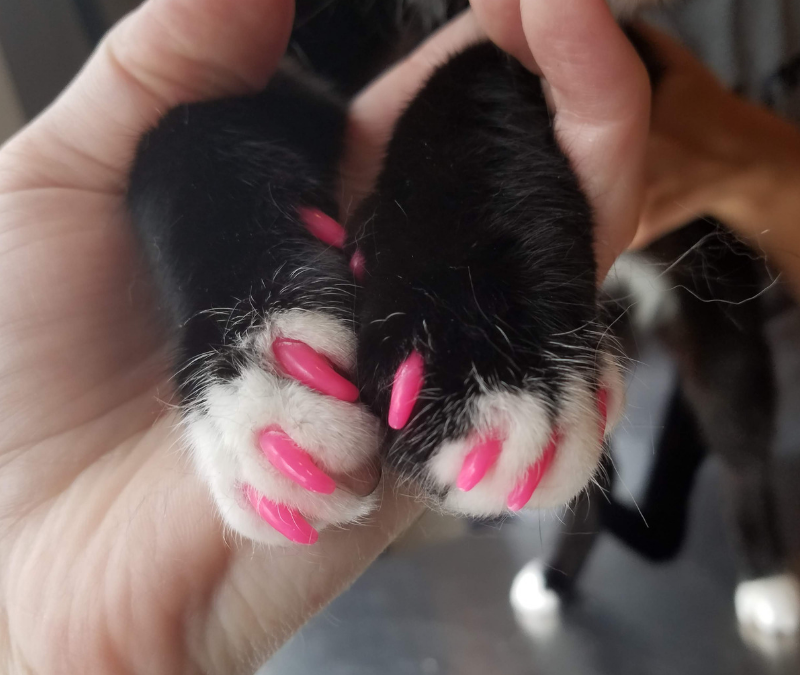 Do claw caps work? Heres what you need to know before trying them on your cat.