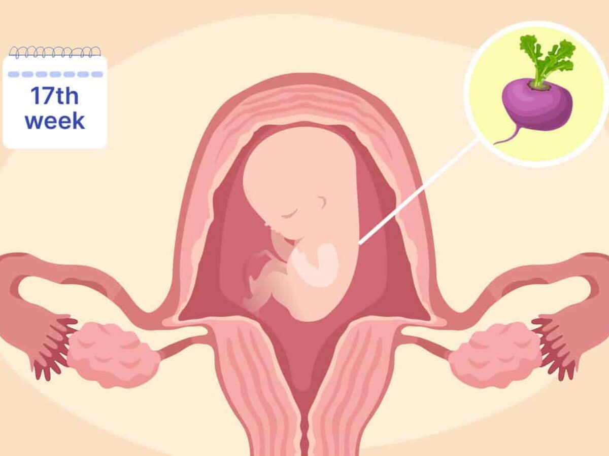 Why do I have no bump at 17 weeks pregnant? Exploring factors like your body type and babys position.