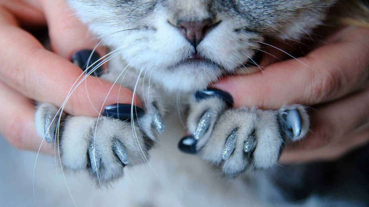 Do claw caps work as people say? We investigate the real facts and common cat myths.