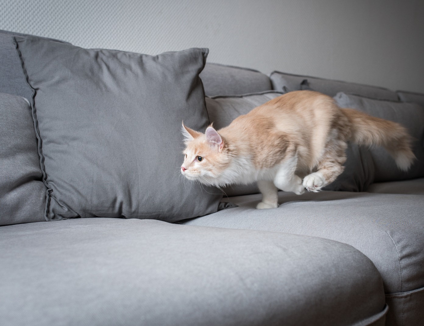 Cat zoomer explained: Is it normal behavior?