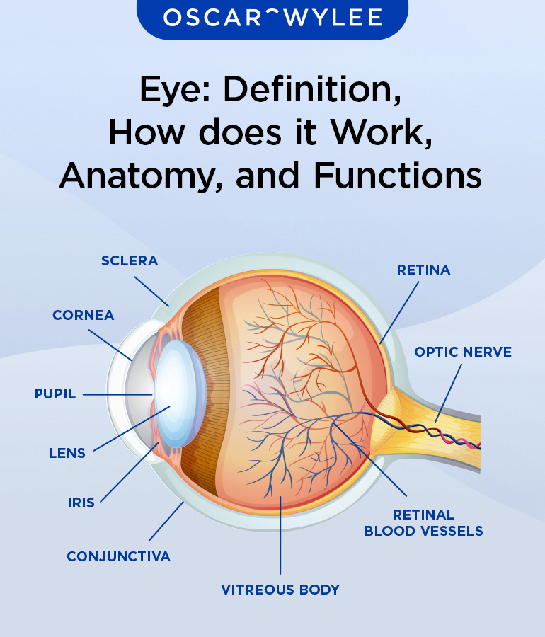 Searching for cornea in French translation? This guide gives you the clear answer.
