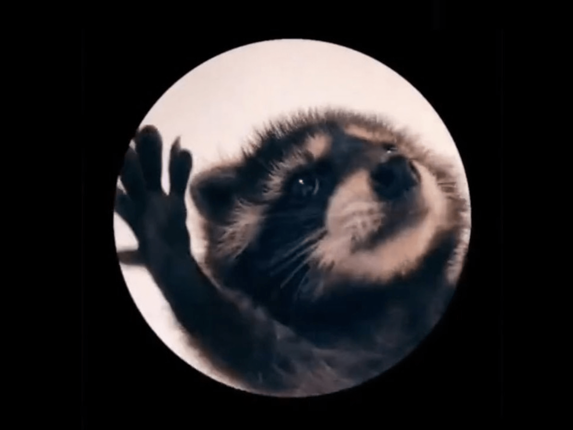 Why Pedro Racoon Famous (Learn Why)