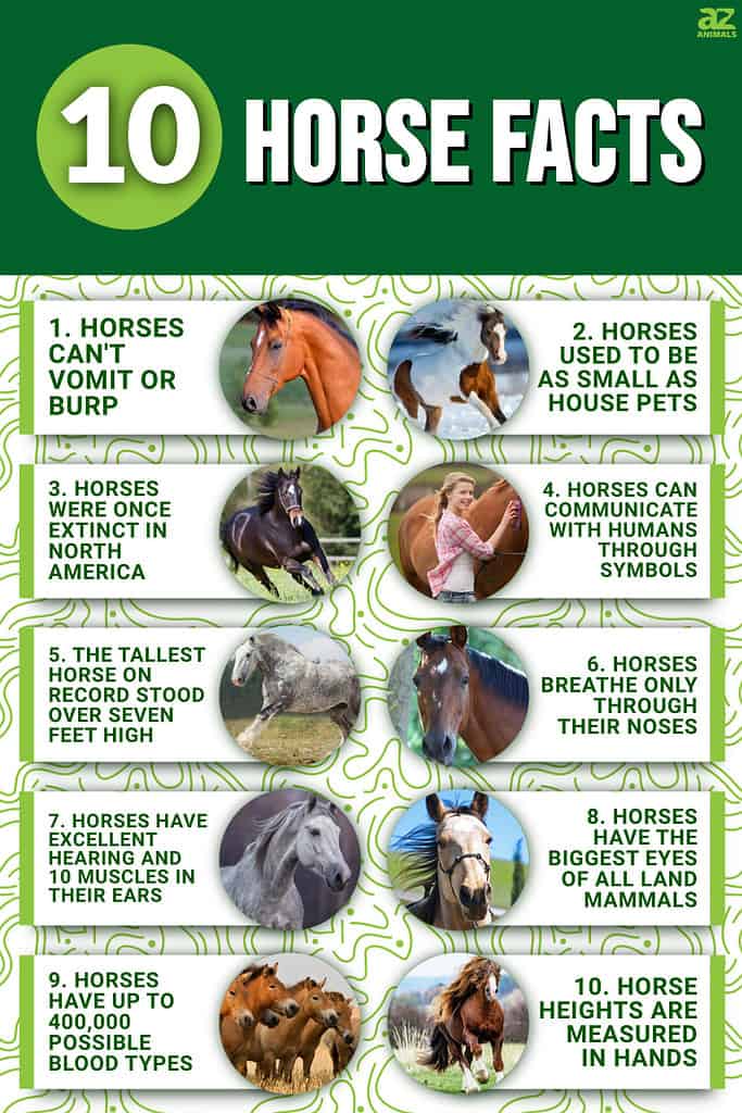 Horse cick facts: Everything you need to know before searching.
