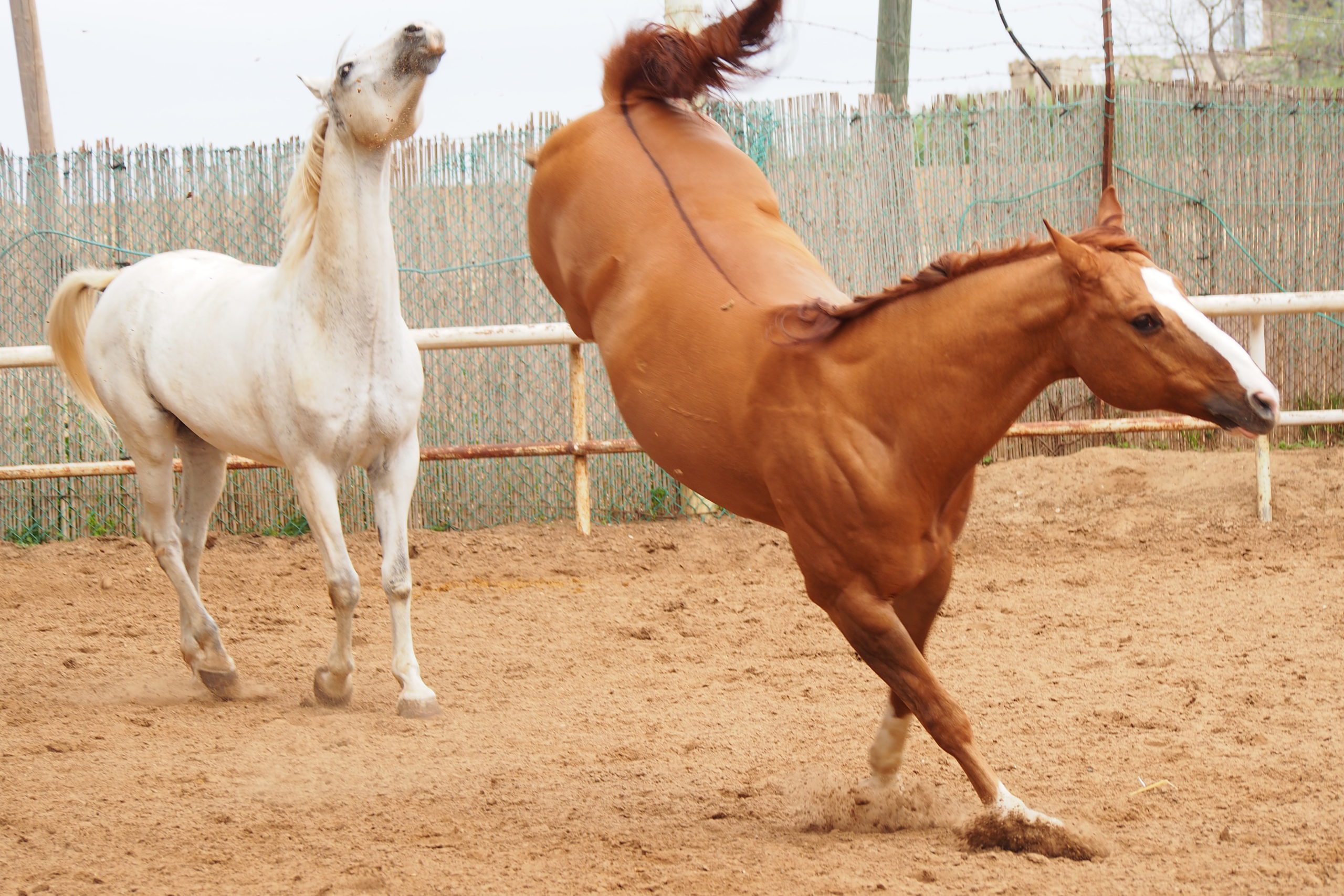 Horse cick facts: Everything you need to know before searching.