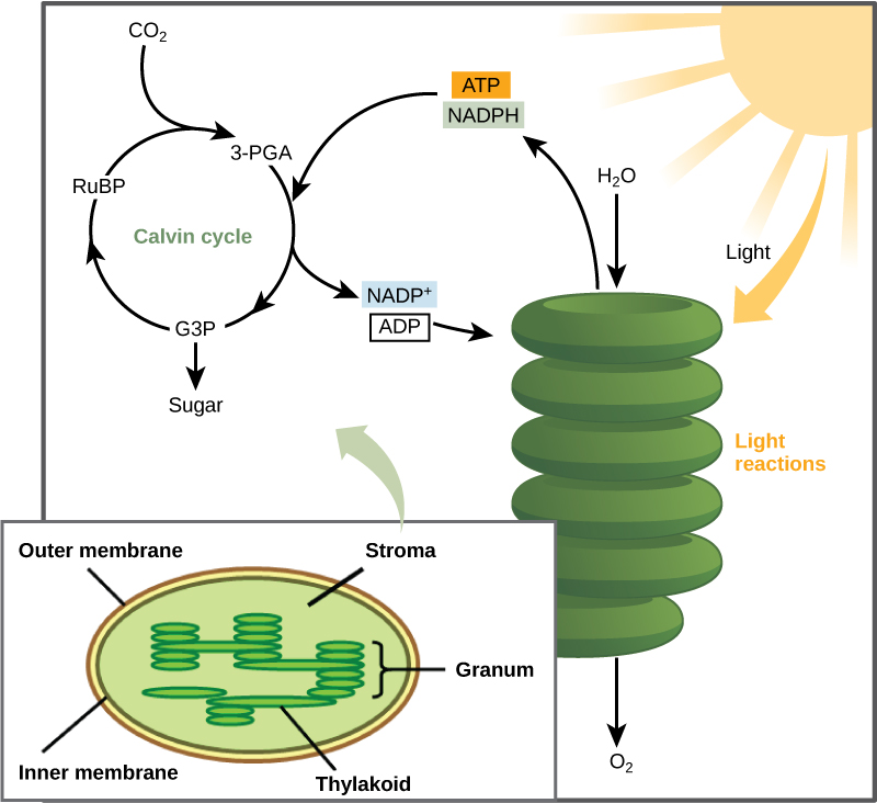 What is another name for the light-independent reactions? Calvin or dark reaction defined!