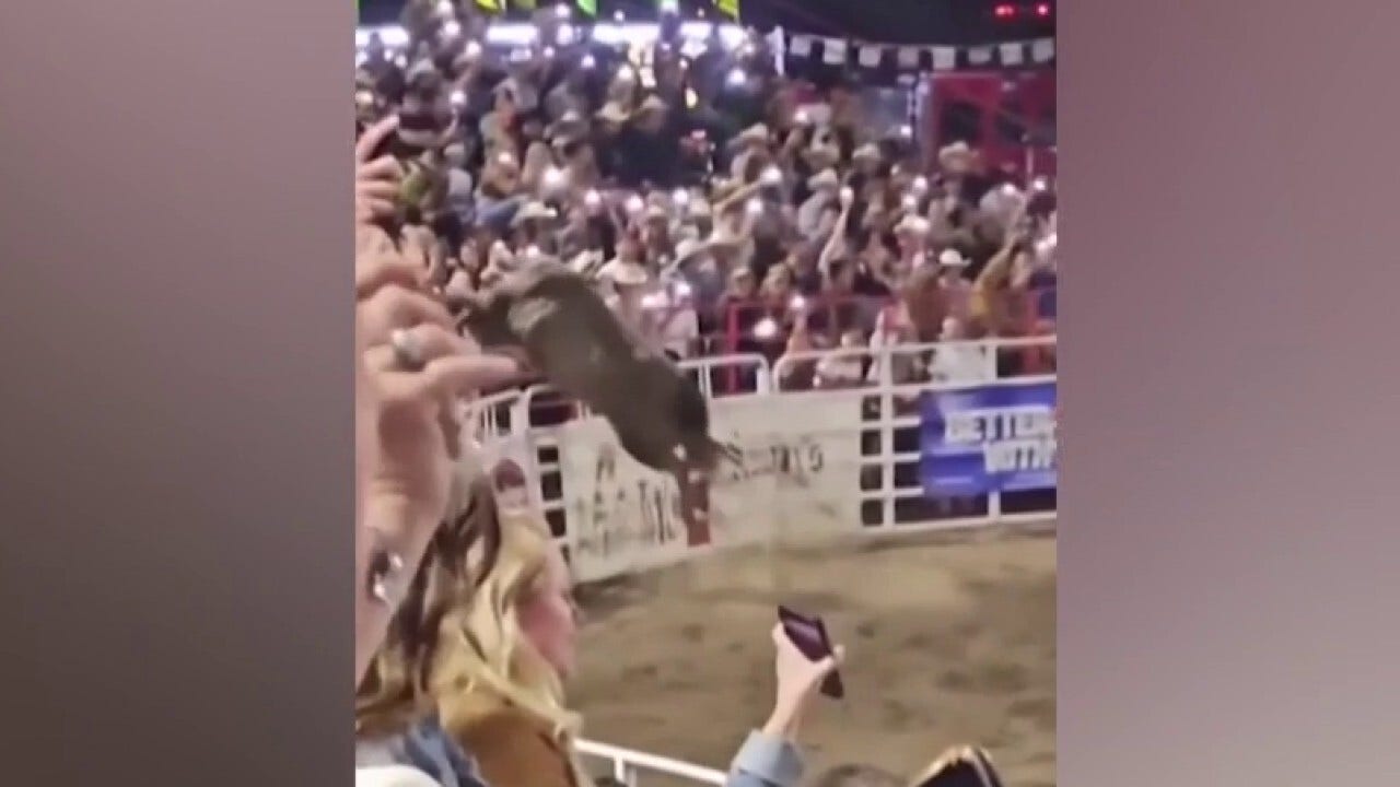 Bull Got Loose at Rodeo Arena? Why These Events Make Viral Videos