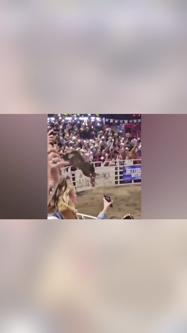 Bull Got Loose at Rodeo Arena? Why These Events Make Viral Videos