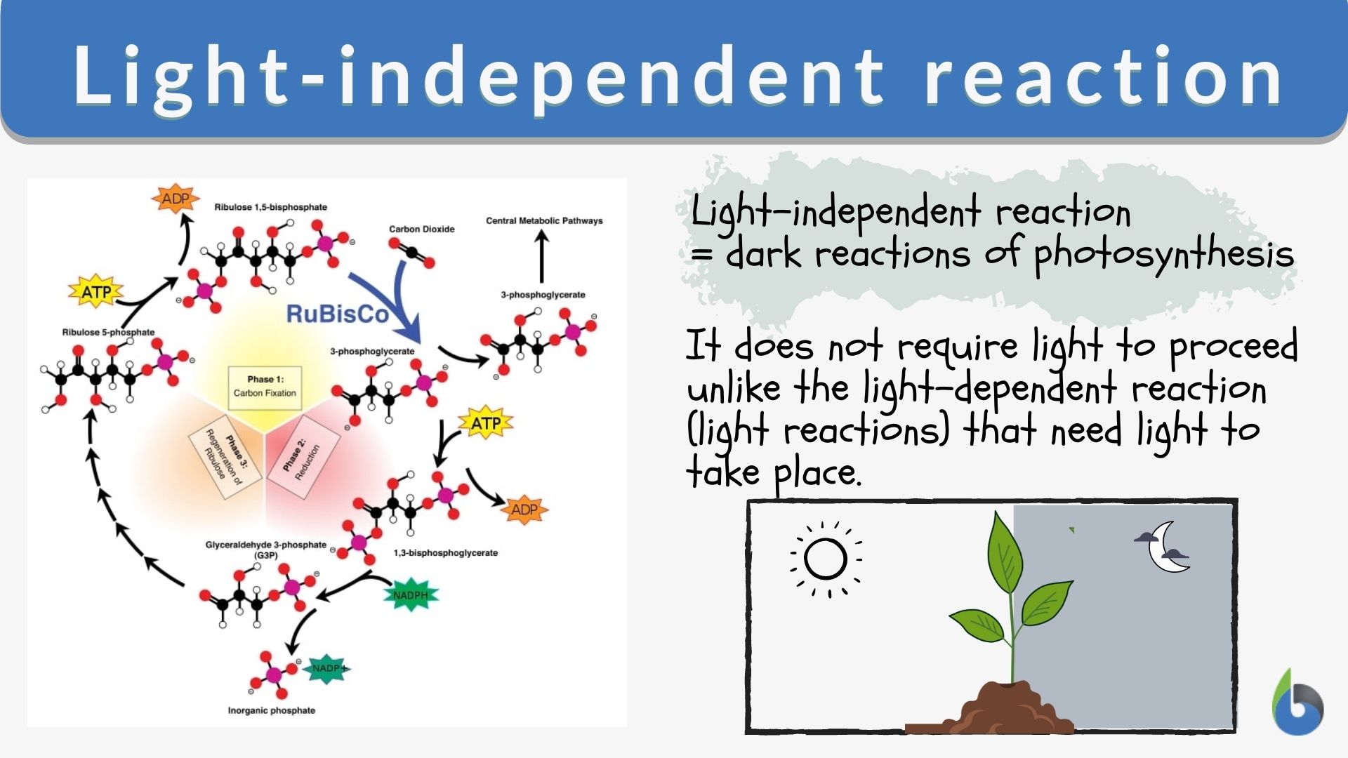 What is another name for the light-independent reactions? Calvin or dark reaction defined!