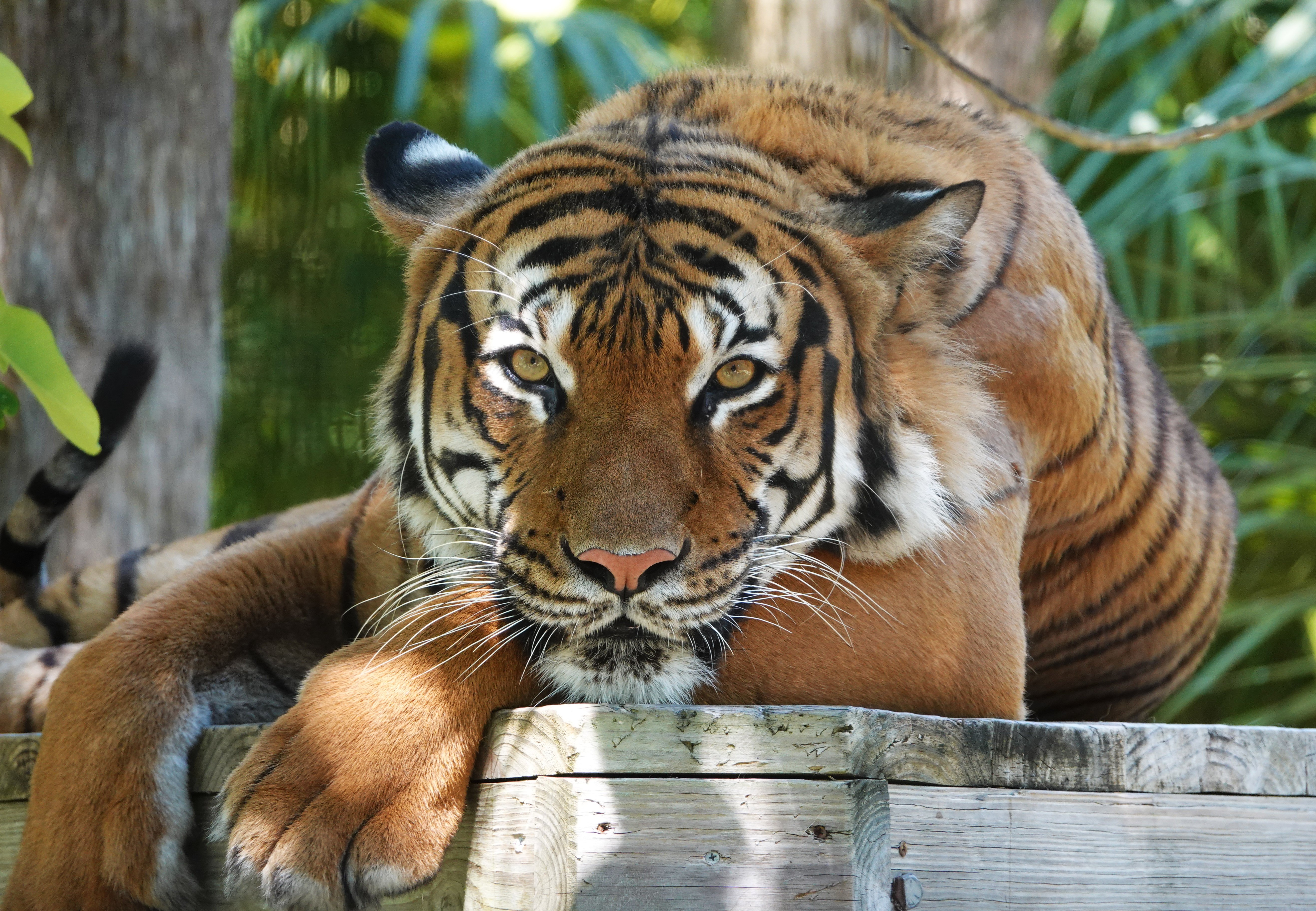 eko the tiger sitting fun facts big tiger story you need