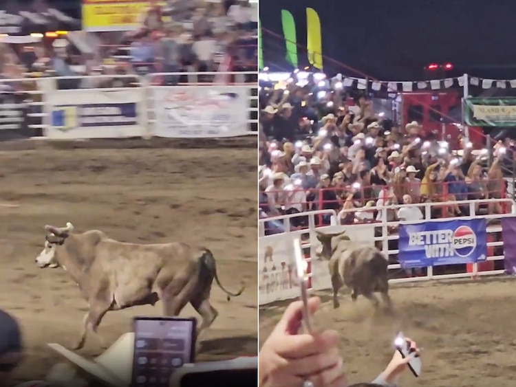 Bull Got Loose at Rodeo Arena? Why These Events Make Viral Videos