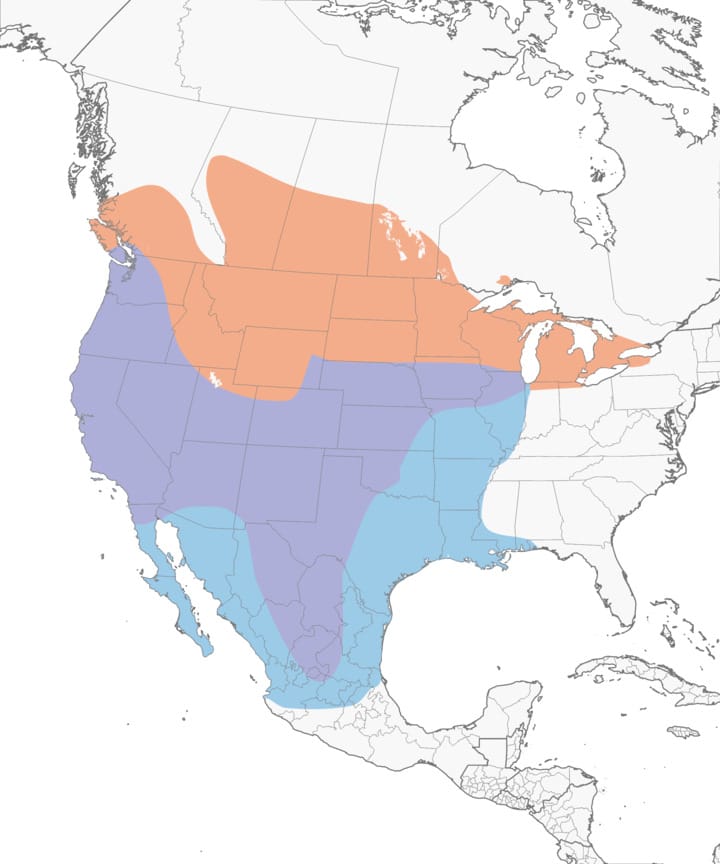 Meadowl Habits Explained Learn Where They Live and What They Eat