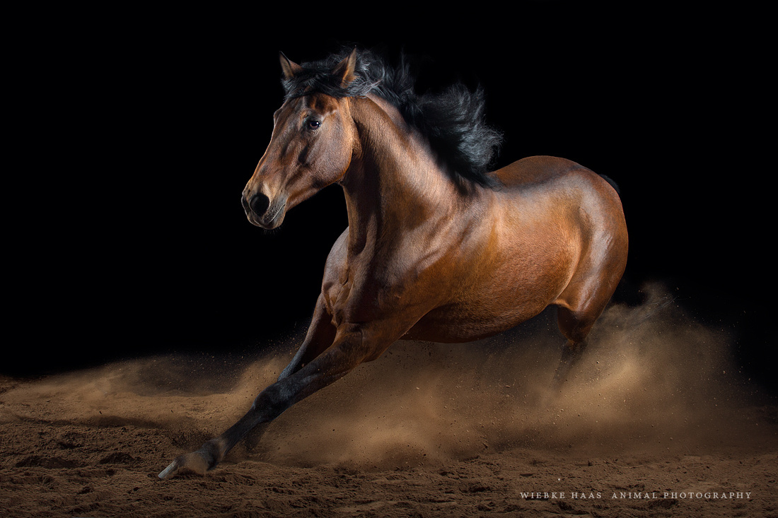 Best Horse Front Profile Photography Tips Professionals Actually Use