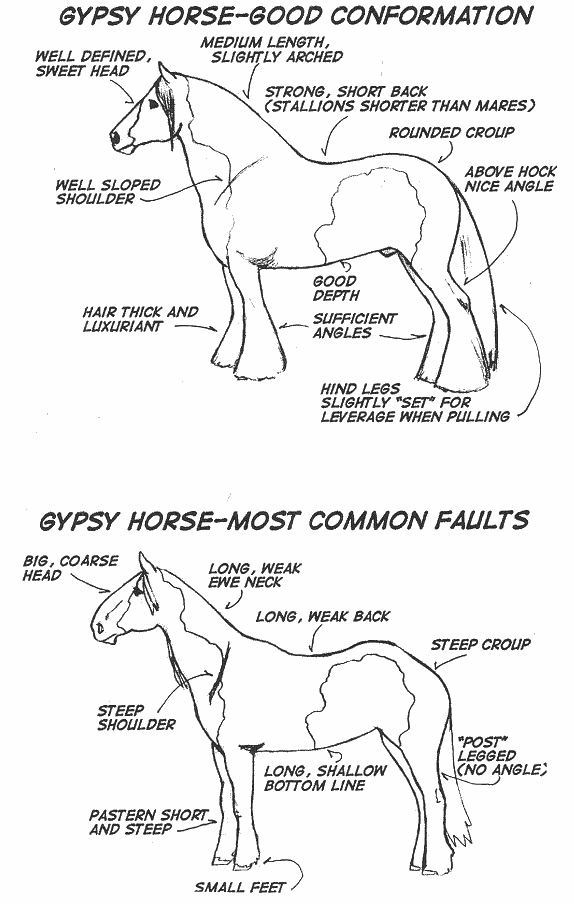 Easy steps for gypsy cob names? (Quick guide for beginners)