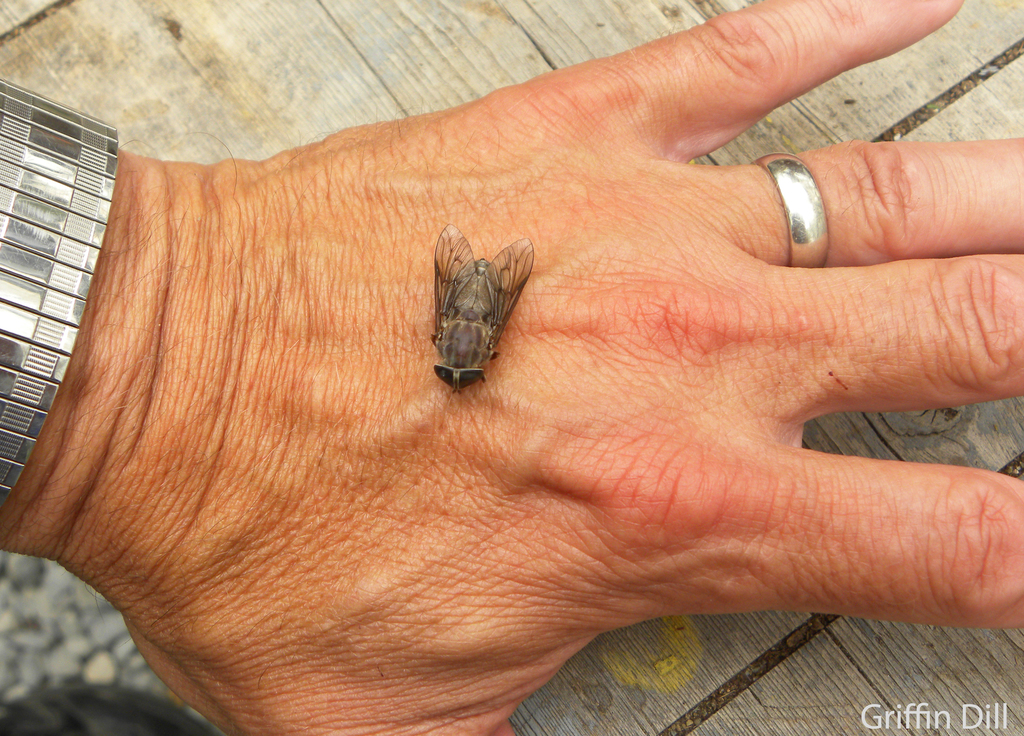 Horse Fly vs Your Hand: Which Pest Can Cause More Harm Daily?