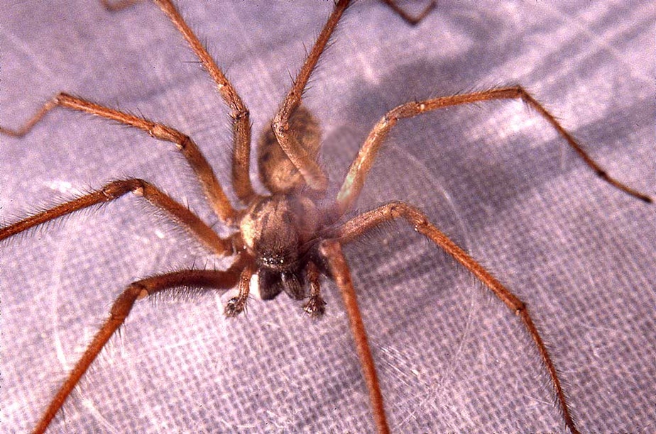 Giant Spiders in Washington State? Discover Where They Like to Hide