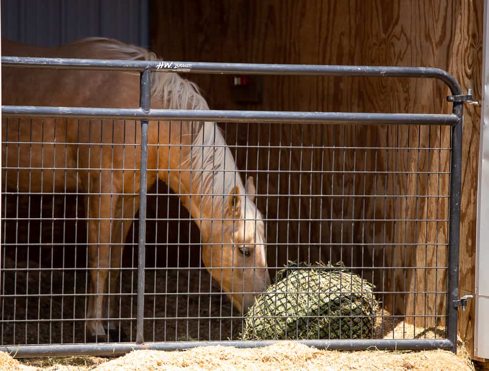 See a Horse in a Cage How Zoos Keep Them Happy and Healthy Ways