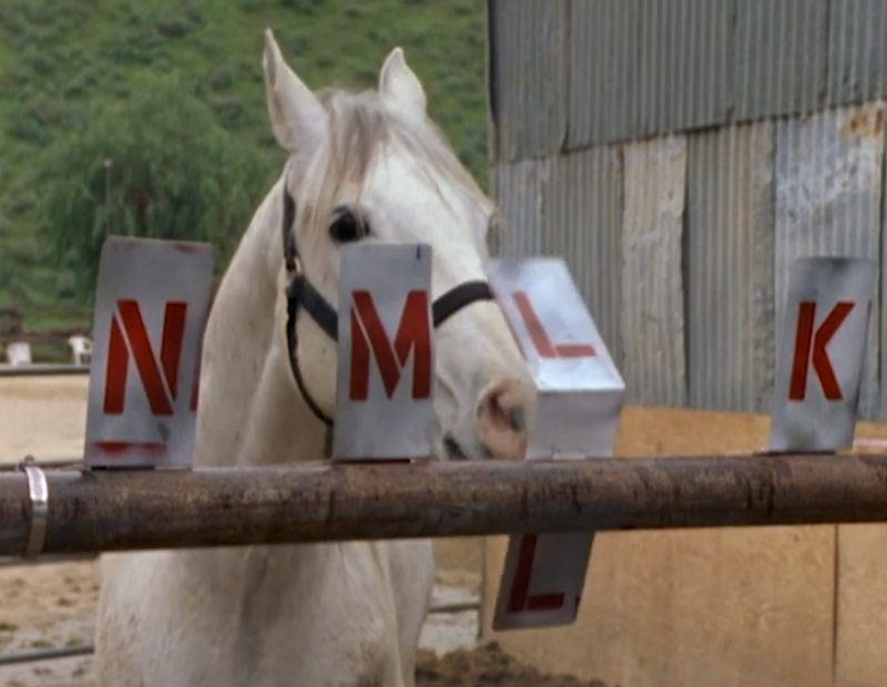 What Was The Name of The Horse You Cant Recall Solve This Mystery