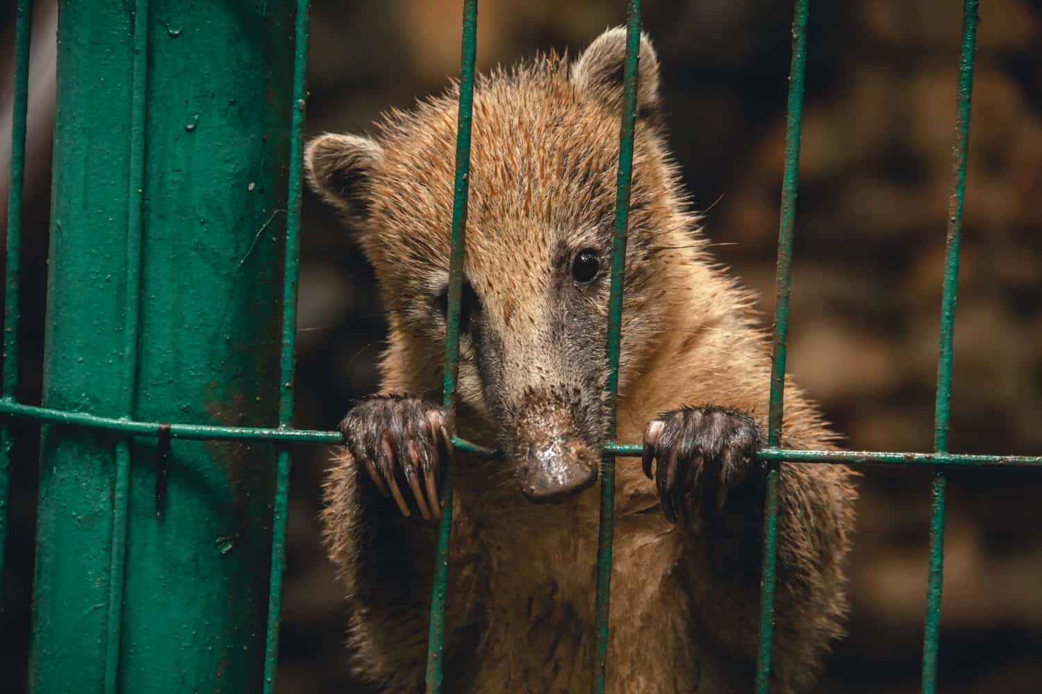 See a Horse in a Cage How Zoos Keep Them Happy and Healthy Ways